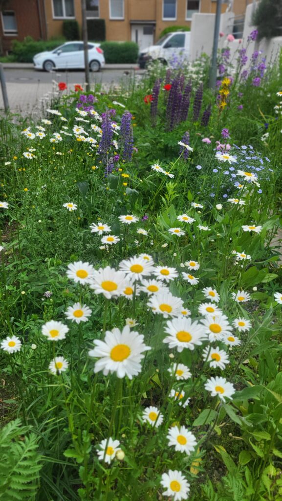 Eile dich nicht. Sorge dich nicht. 🌿🌸